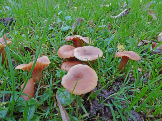 Laccaria laccata - Gewone fopzwam