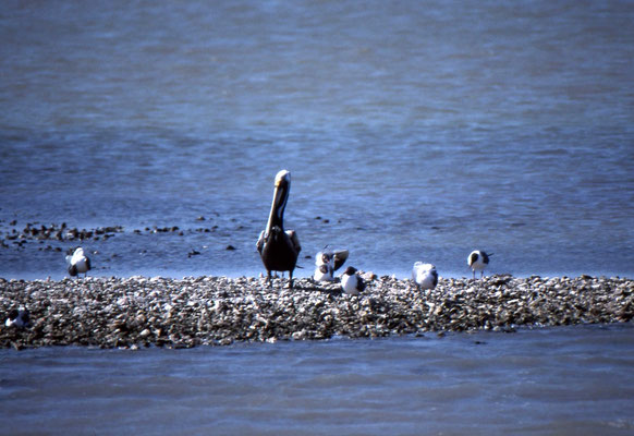 Brown Pelican