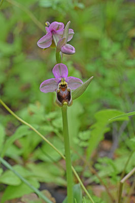 Wolzweverophrys