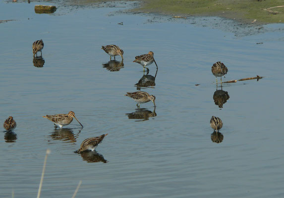 Watersnip