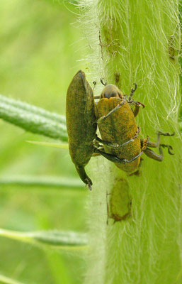 Lixus iridis  - Grote lissnuitkever