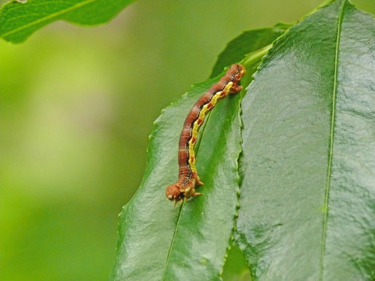 Erannis defolaria - Grote wintervlinder