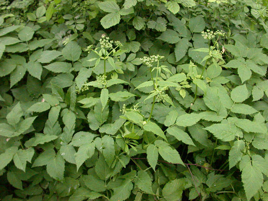 Aegopodium podagraria - Zevenblad