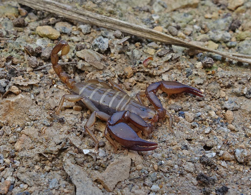 Euscorpius popovi
