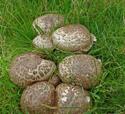 Agaricus subperonatus - Gordelchampignon