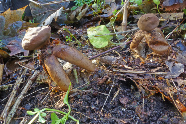 Geastrum fornicatum-Grote vierslippige aardster