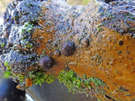 Hypoxylon fraxinophilum - Gewelfde essenkogelzwam