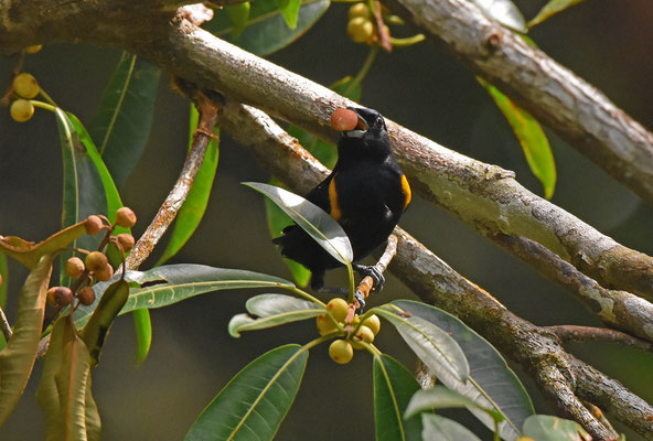 Golden-sided Euphonia