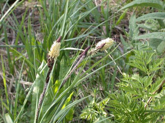 Carex riparia - Oeverzegge