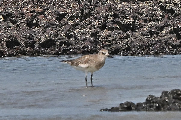 Pluvialis squatarola - Grey Plover