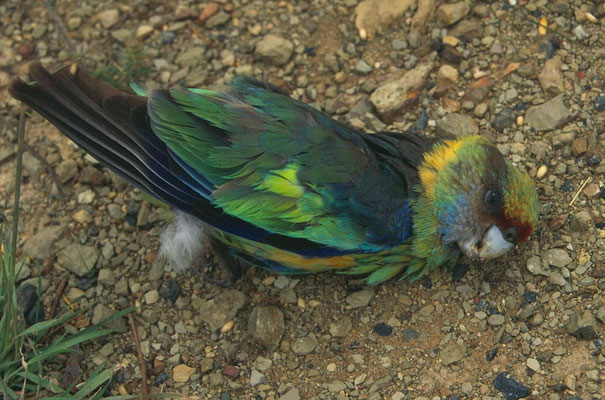 Mallee Ringneck