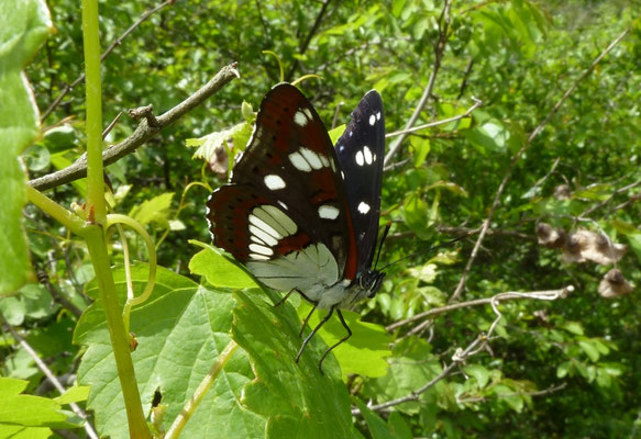 Limenitis reducta