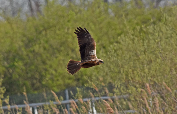 Bruine Kiekendief