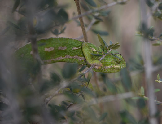 Mediterrane Kameleon