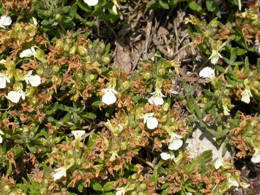 Teucrium montanum - Berggamander