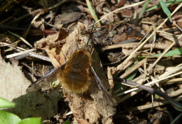 Bombylius discolor (Gevlekte wolzwever)