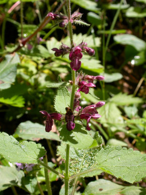 Stachys sylvatica - Bosandoorn