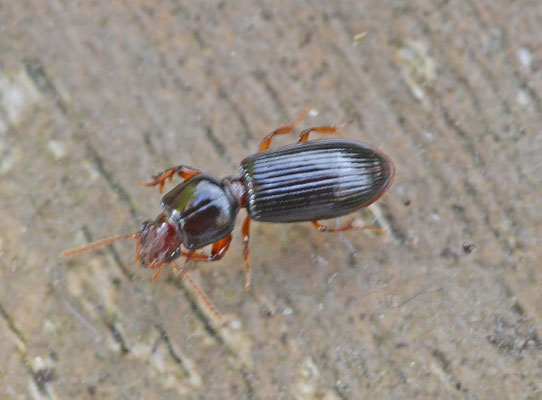 Clivina fossor - Roodbruine graver