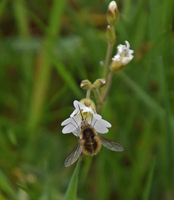 Bombylius venosus - Zwartborstelwolzwever