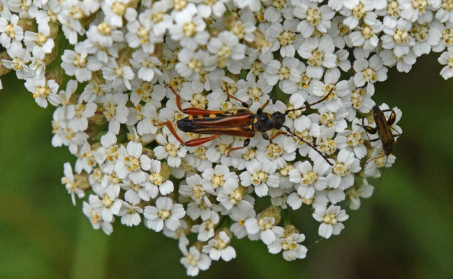 Getailleerde boktor (Stenopterus rufus)