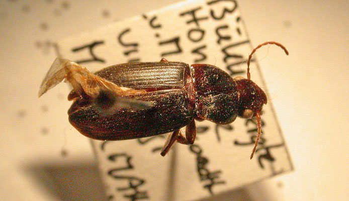 Pseudoophonus griseus