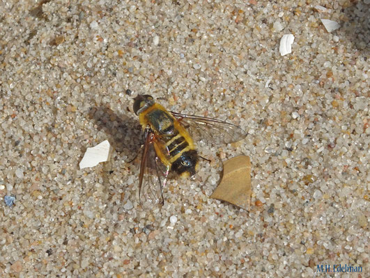 Duinvilla