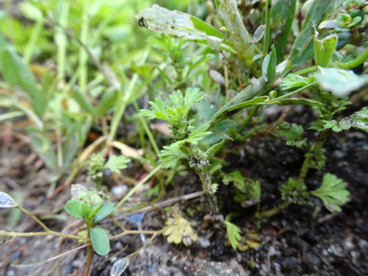 Aphanes arvensis - Grote leeuwenklauw