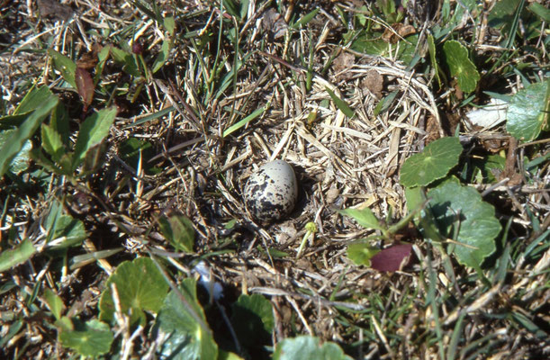 Nest van Kildeer