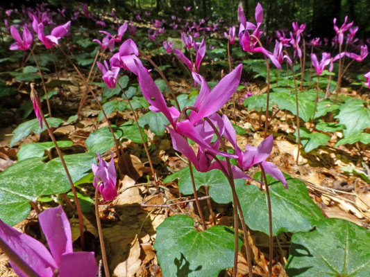 Cyclamen hederifolium