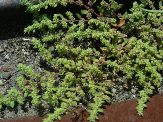 Herniaria hirsuta - Behaard breukkruid