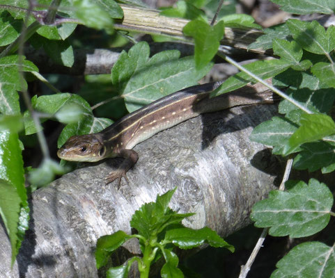 Reuzensmaragdhagedis (Lacerta trilineata), juveniel