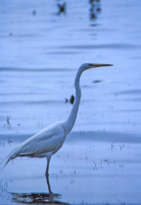 Great Egret