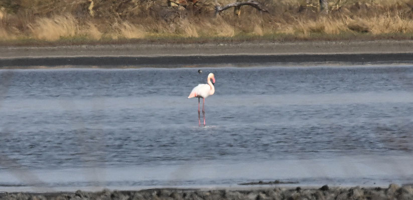 Phoenicopterus ruber - Greater Flamingo