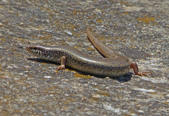 Chalcides ocellatus