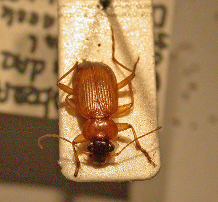 Leistus terminatus