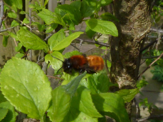 Andrena fulva - Vosje