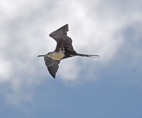 Amerikaanse Fregatvogel