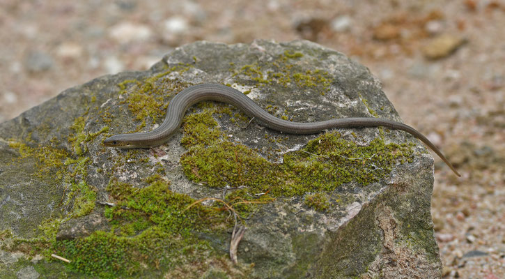 Iberische hazelskink