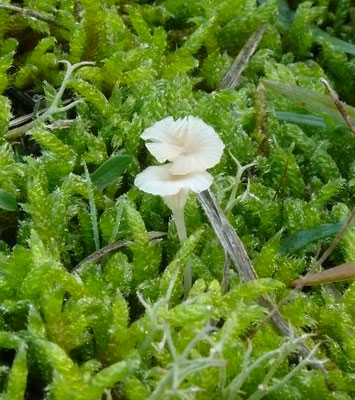 Rickenella setipes - Paarsharttrechtertje