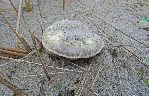 Stropharia halophila - Helmstropharia