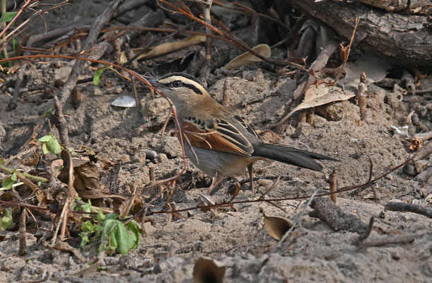 Tchagra senegala - Black-crowned Tchagra