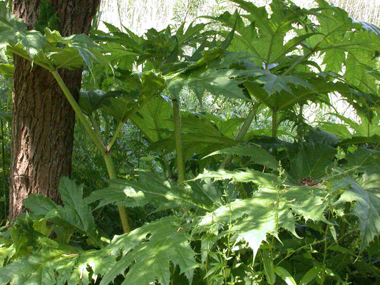 Heracleum mantegazzianum - Reuzenberenklauw