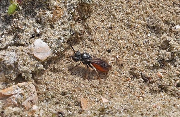 Sphecodes albilabris - Grote bloedbij