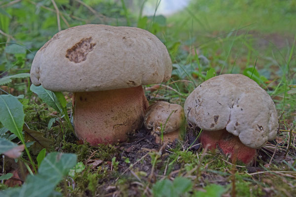 Rubroboletus legaliae - Fraaie roodnetboleet