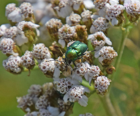 Cryptocephalus aureolus
