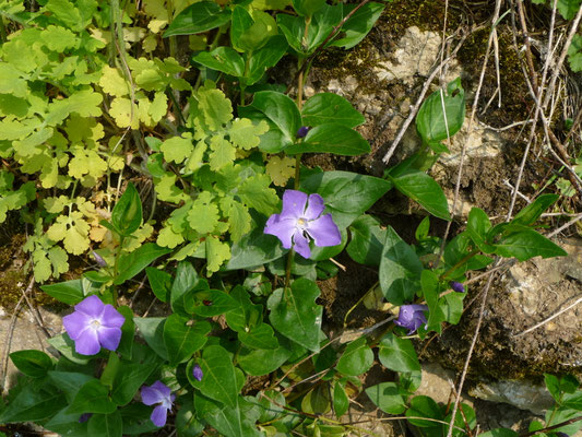 Vinca major - Grote maagdenpalm