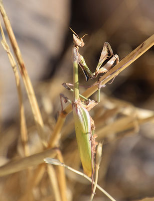 Empusa pennata