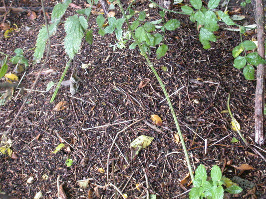 Formica species