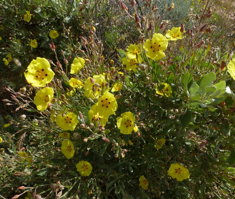Halimium halimifolium