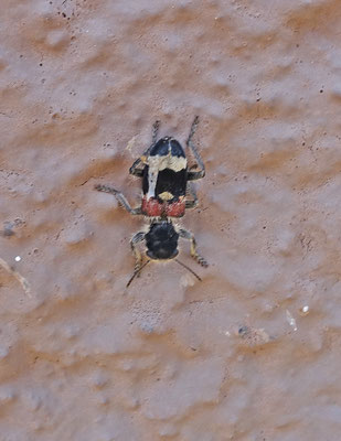 Clerus mutillarius